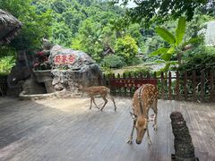 -野象谷景区