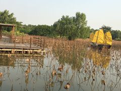 -大湾区中央湿地公园