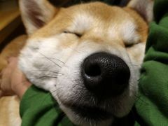 hoji-柴务处·柴犬主题狗咖