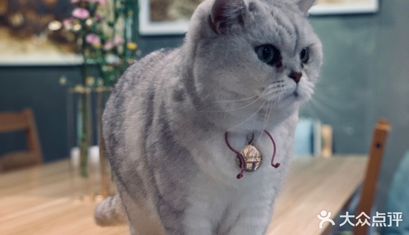 在这喝上一杯手冲，观察观察🐱们，午后时光舒服的紧[得意]