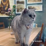 在这喝上一杯手冲，观察观察🐱们，午后时光舒服的紧[得意]