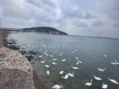 -烟墩角天鹅湖
