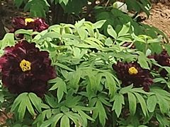 -洛阳市隋唐城遗址植物园