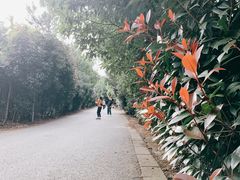 -雨花胜境