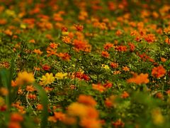 -国家植物园
