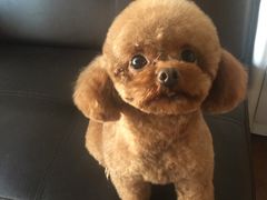 -美联众合宠物医院·爱萌分院·内外科·猫科中心