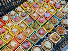 -万商花鸟市场