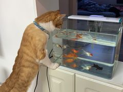 -瑞派福兴宠物医院犬猫全科·骨科·中西医结合(河东店)