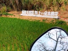 -海南霸王岭国家森林公园
