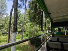 -合肥滨湖国家森林公园