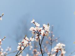 -上海滨江森林公园