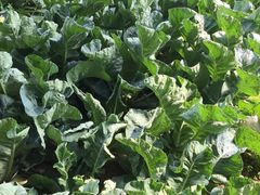 -万源龙顺度假庄园生态观光园