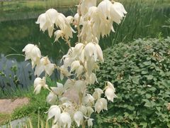 -西北湖绿化广场