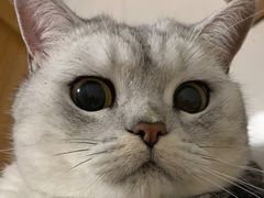 -萌兽医馆·宠物医院·猫骨科(创景店)