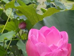 -荷花荡