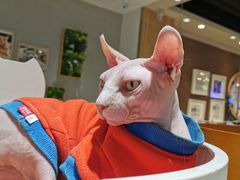 -藏猫猫咖啡主题馆(中央大道店)