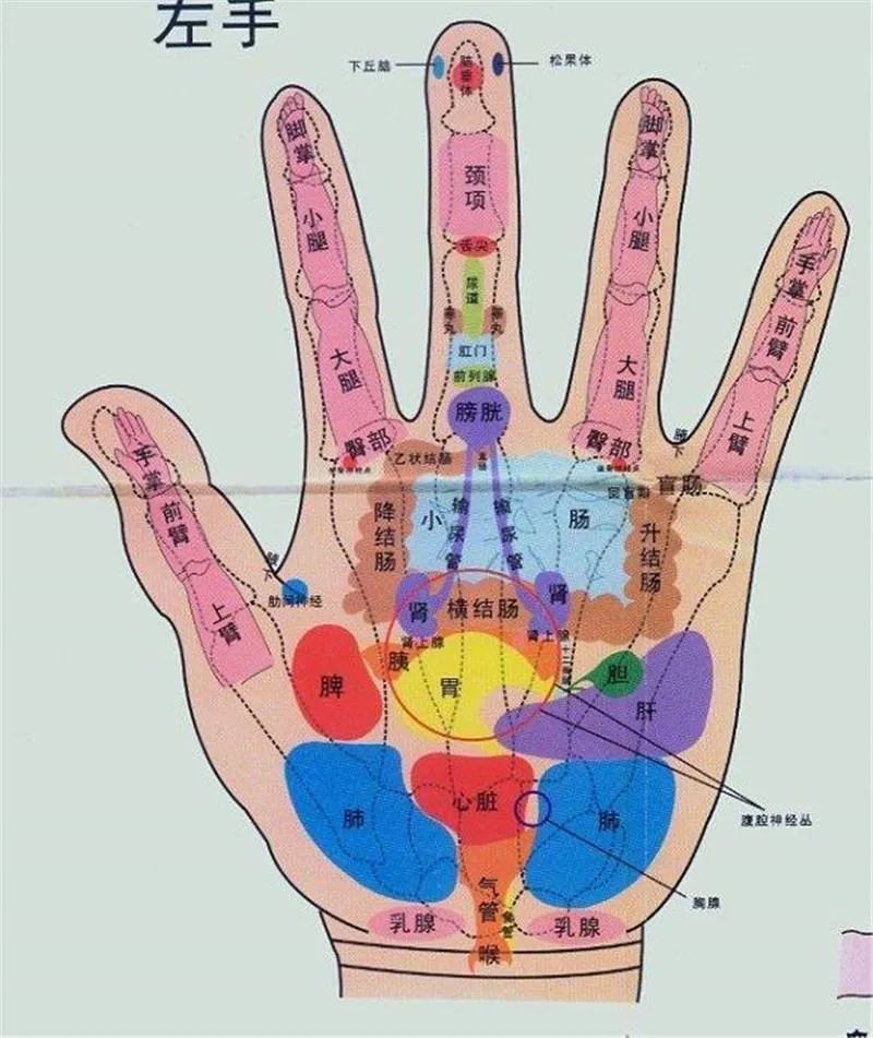 脾在手上的反射区图图片