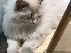 -momokira米努特·德文卷毛猫·棉花面纱犬