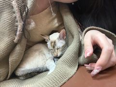 -MOCHA明星猫咖(田子坊店)
