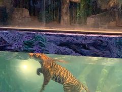 -清迈夜间动物园