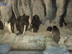 -帝企鹅自助餐厅•儿童岛•真企鹅(长隆企鹅酒店)