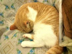 -猫色咖啡·猫咖