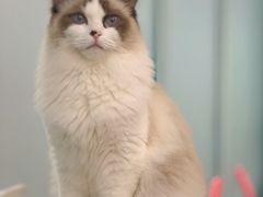 -安格丽娜·狗咖·猫咖羊驼咖(春熙路百盛商场店)