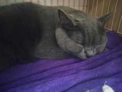 -瑞鹏宠物医院·骨科·猫科·内科(第一中心)