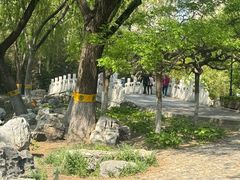 -莲花池公园