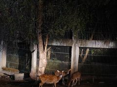 -清迈夜间动物园