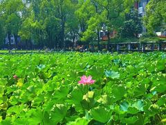 -四川大学(望江校区)