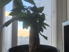 -宜家家居(四元桥商场店)