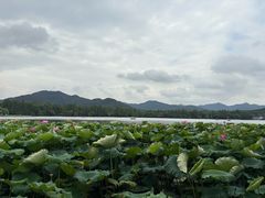 -杭州西湖柳莺里酒店·闻莺厅