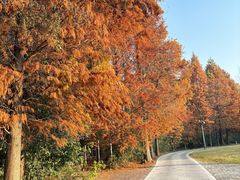 -溱湖国家湿地公园