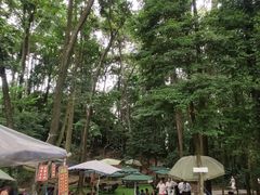 -凤栖山
