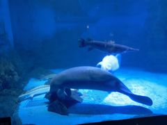 -烟台海昌鲸鲨海洋公园