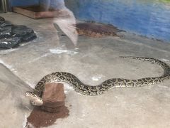 -贵州森林野生动物园