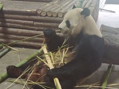 -云南野生动物园