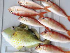 -卡帕莱度假村(西巴丹岛)