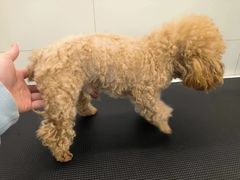 -comecome来吧宠物(奥克斯中心店)