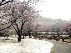 -香雪海