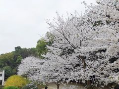 -武汉大学-樱园
