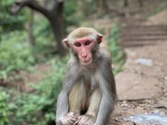 -黔灵山公园