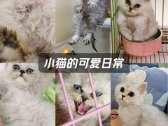 -科道动物医院·急重症中心(万达院)