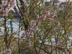 -高东镇樱花园