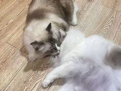 -白兔子密室(长寿路店)