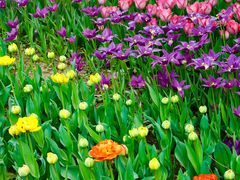 -洛阳郁金香牡丹园