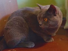 -猫猫幼稚园·撸猫·桌游·电玩