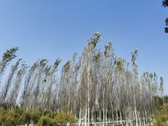 -东郊湿地公园