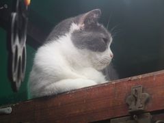 -猫咪博物馆(顶澳仔猫街店)